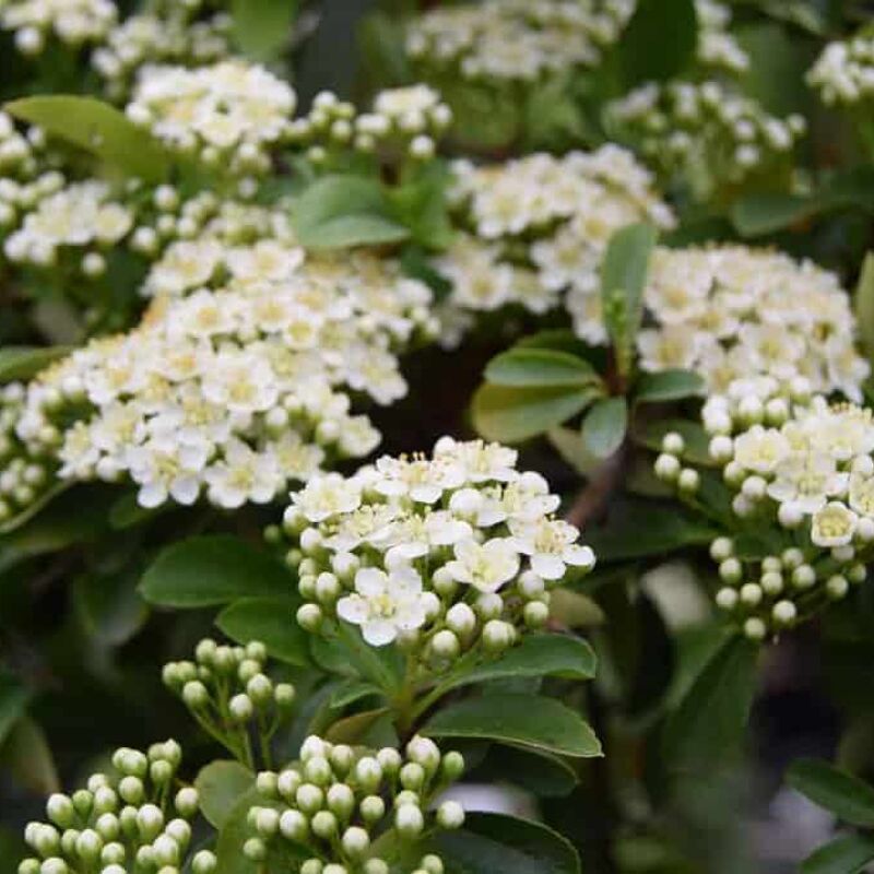 Pyracantha coccinea 'Red Column' 60-80 cm